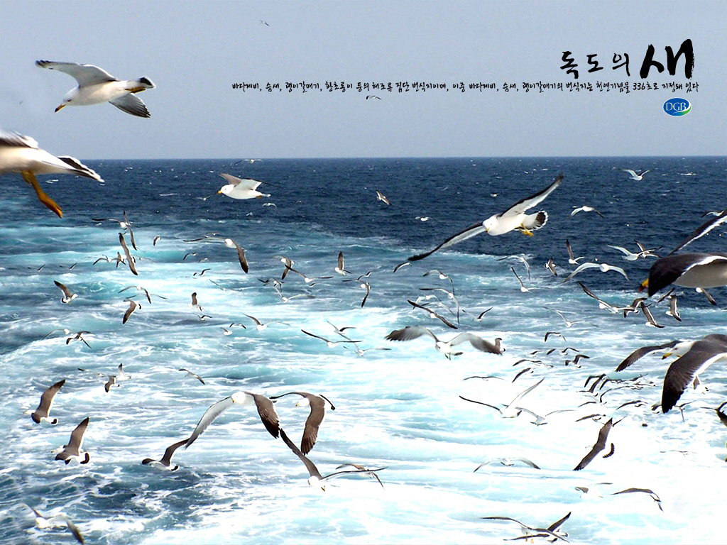 독도의 새