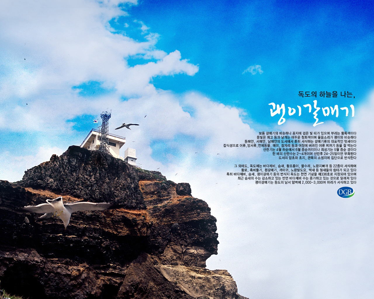 독도 괭이갈매기