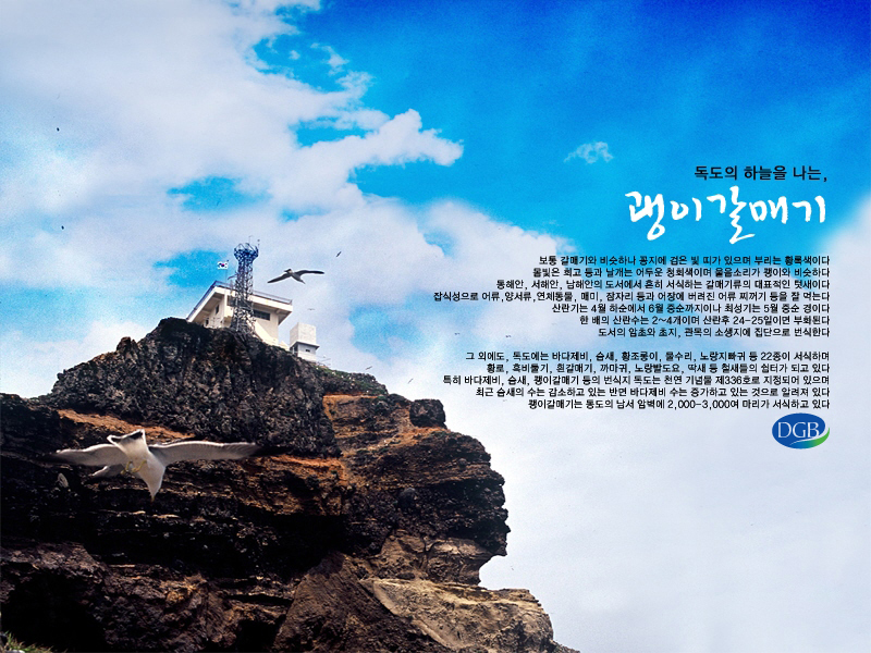 독도 괭이갈매기